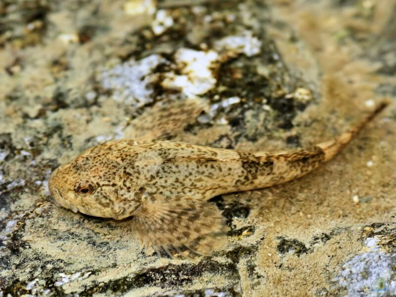 Cottus gobie im Gartenteich halten (Einrichtungsbeispiele mit Groppe)