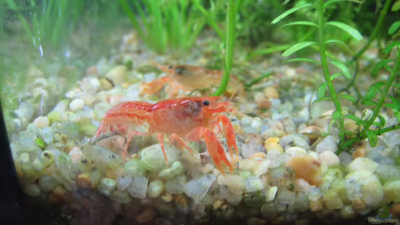 Aquarien mit Cambarellus patzcuarensis, CPO (Einrichtungsbeispiele für Orange Zwergkrebse)