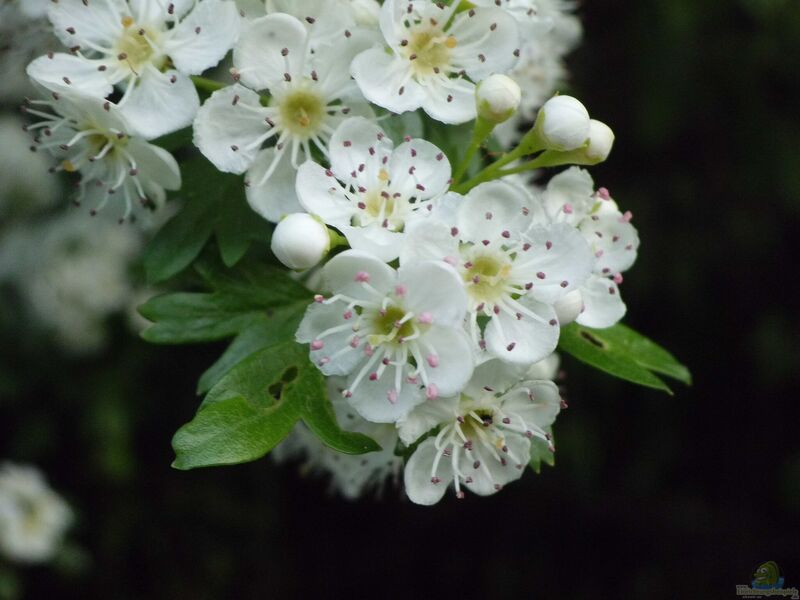 Crataegus monogyna im Garten pflanzen (Einrichtungsbeispiele mit Eingriffeliger Weißdorn)