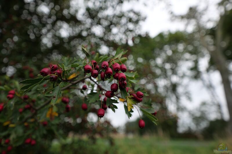 Crataegus im Garten pflanzen (Einrichtungsbeispiele mit Weißdorn)