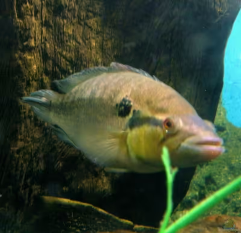 Crenicichla lepidota im Aquarium halten (Einrichtungsbeispiele für Pfauenaugenkammbuntbarsch)