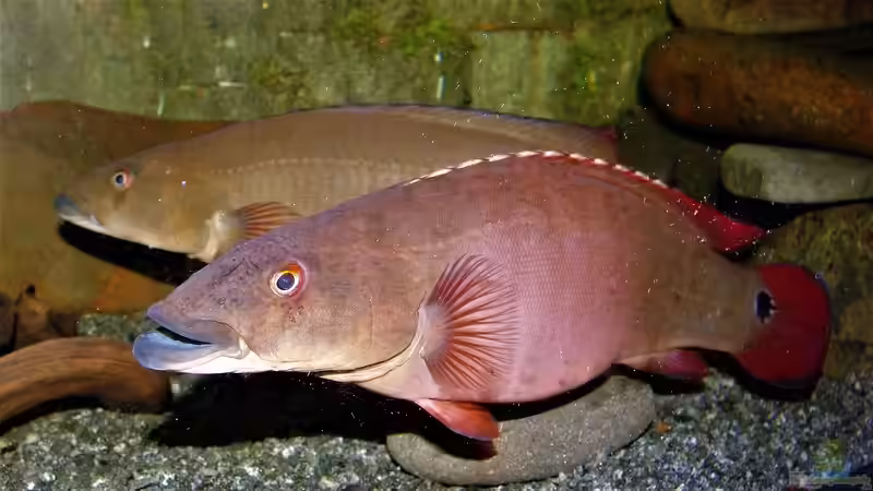 Crenicichla lugubris im Aquarium halten (Einrichtungsbeispiele für Crenicichla lugubris)