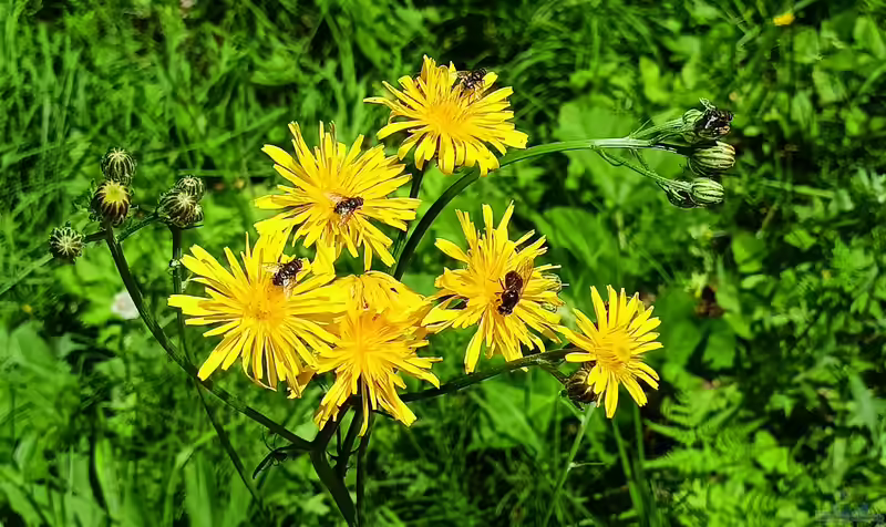 Crepis biennis im Garten pflanzen (Einrichtungsbeispiele mit Wiesen-Pippau)