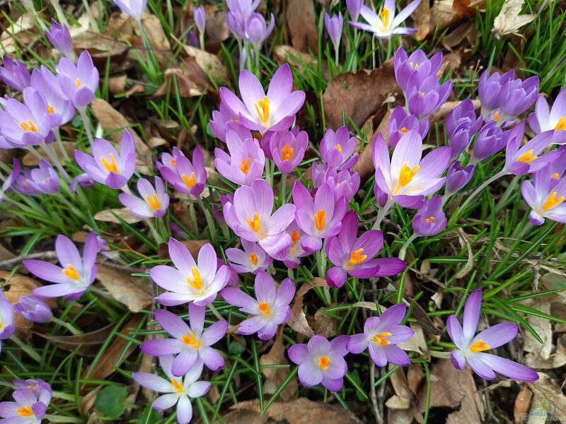 Krokus im Garten pflanzen (Einrichtungsbeispiele mit Crocus-Arten)