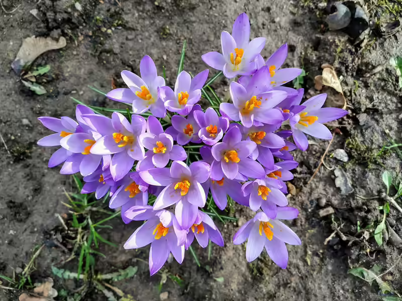 Crocus tommasinianus im Garten pflanzen (Einrichtungsbeispiele mit Elfen-Krokus)