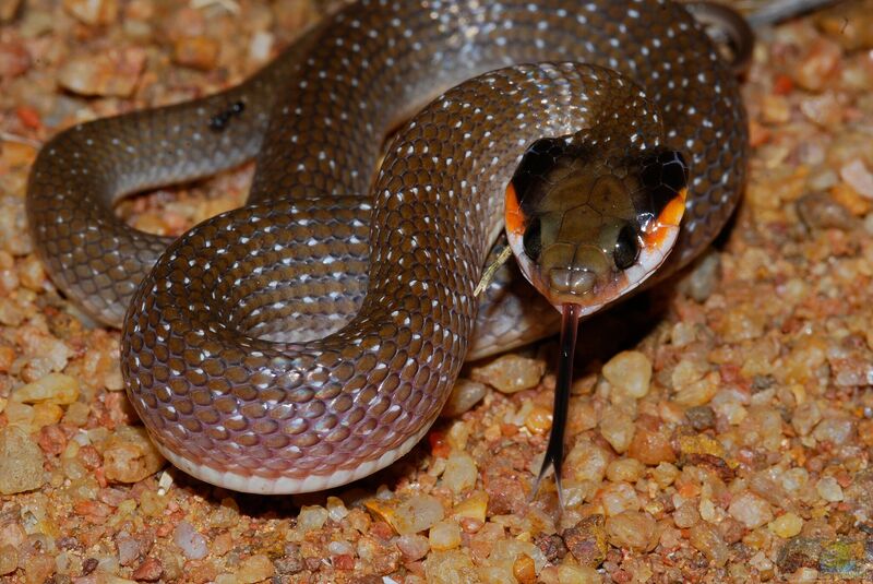 Crotaphopeltis hotamboeia im Terrarium halten (Einrichtungsbeispiele mit Südafrikanische Braunnattern)