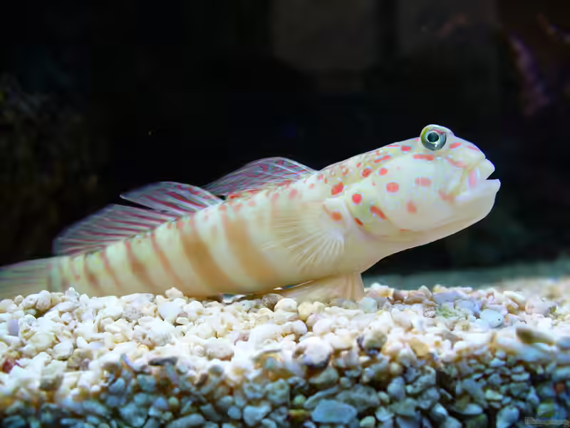 Cryptocentrus leptocephalus im Aquarium halten (Einrichtungsbeispiele für Schlankkopf-Symbiosegrundel)