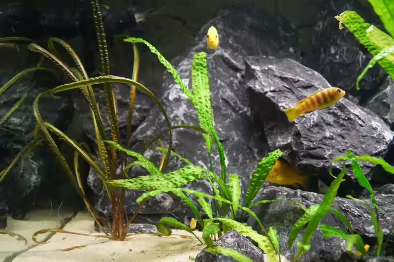 Cryptocoryne-Arten im Aquarium pflegen (Einrichtungsbeispiele mit Wasserkelch-Arten)