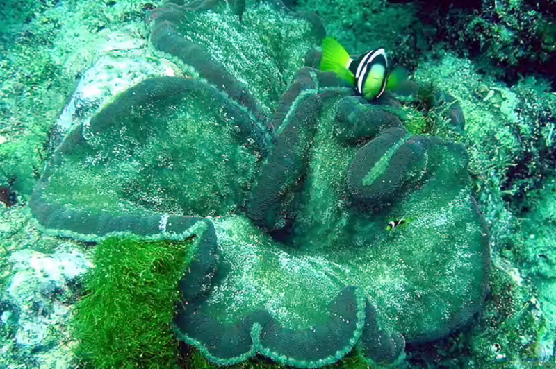 Cryptodendrum adhaesivum im Aquarium halten (Einrichtungsbeispiele für Noppenrand-Anemone)