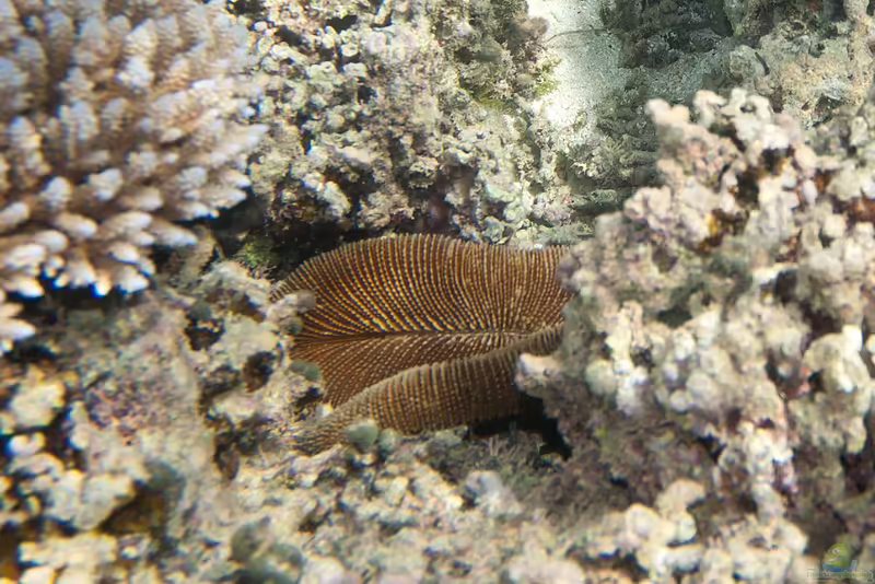 Ctenactis echinata im Aquarium halten (Einrichtungsbeispiele für Pilzkoralle)
