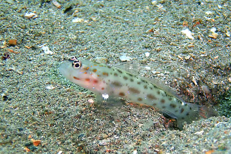 Ctenogobiops crocineus im Aquarium halten (Einrichtungsbeispiele für Goldstreifen-Grundel)