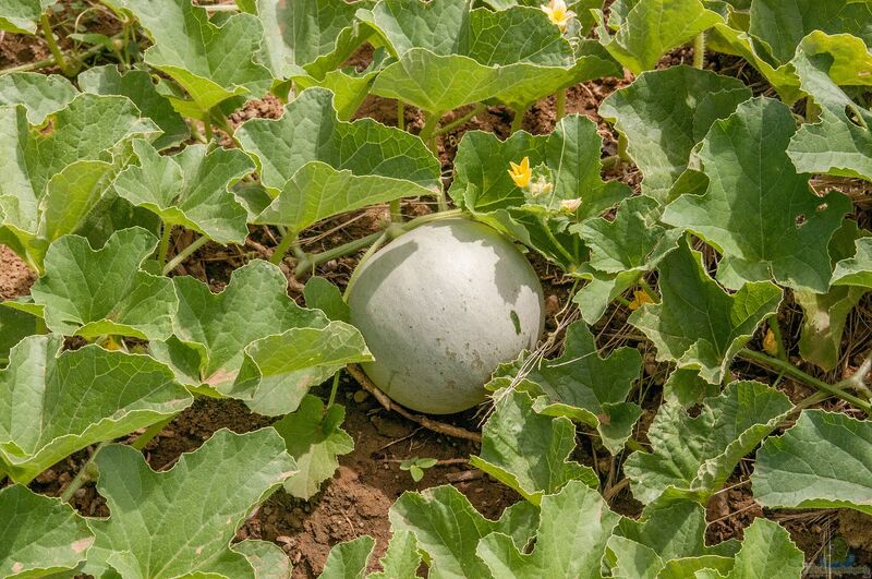 Cucumis melo im Garten pflanzen (Einrichtungsbeispiele mit Zuckermelone)