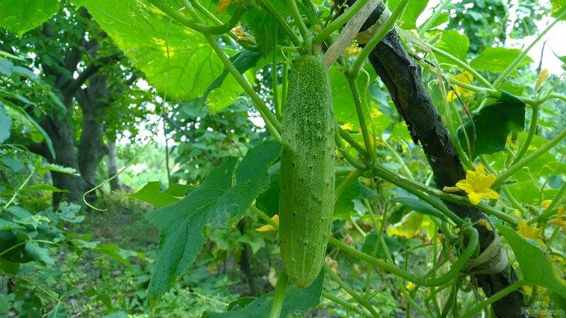 Cucumis sativus im Garten pflanzen (Einrichtungsbeispiele mit Salatgurken)