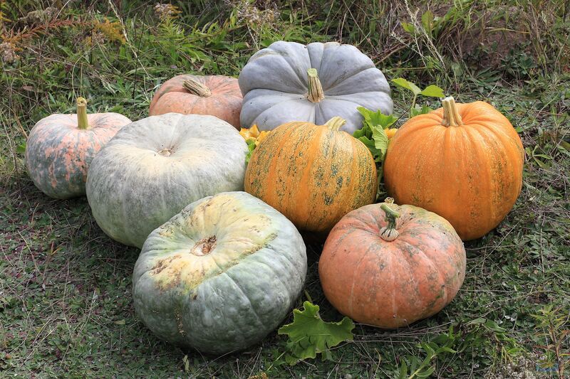 Cucurbita pepo im Garten pflanzen (Einrichtungsbeispiele mit Gartenkürbis)