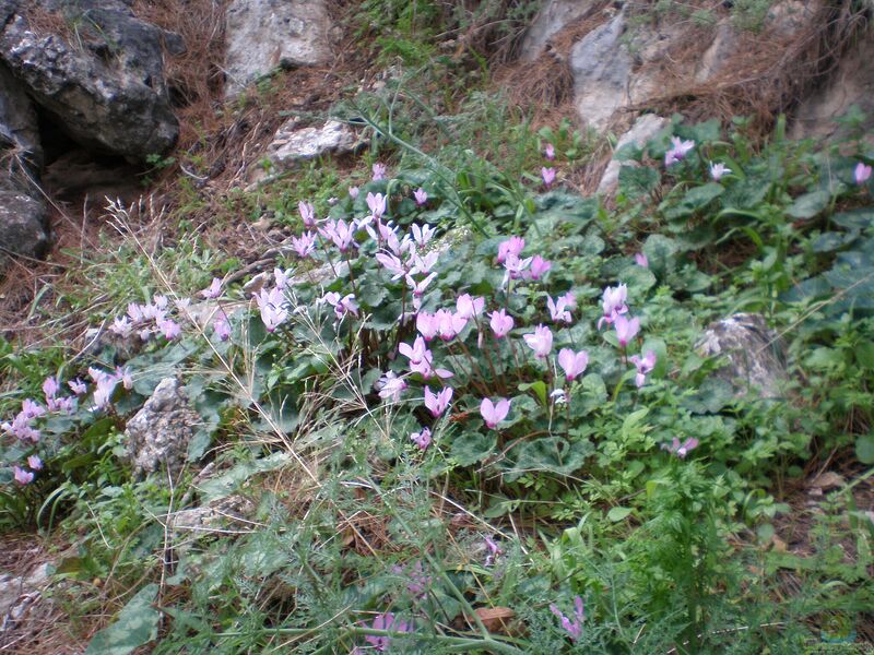 Cyclamen im Garten pflanzen (Einrichtungsbeispiele mit Alpenveilchen)