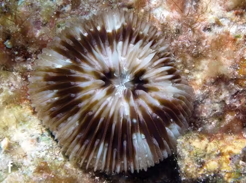 Cycloseris tenuis im Aquarium halten (Einrichtungsbeispiele für Großpolypige Steinkoralle)