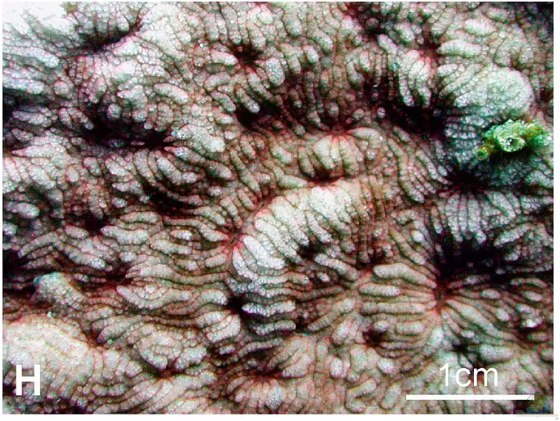 Cycloseris wellsi im Aquarium halten (Einrichtungsbeispiele für Großpolypige Steinkoralle)