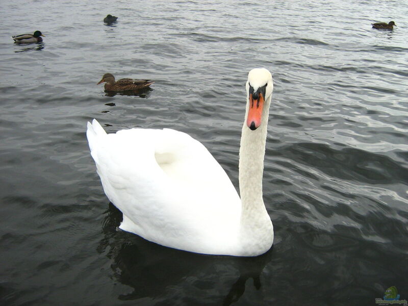 Cygnus am Gartenteich (Einrichtungsbeispiele mit Schwan)