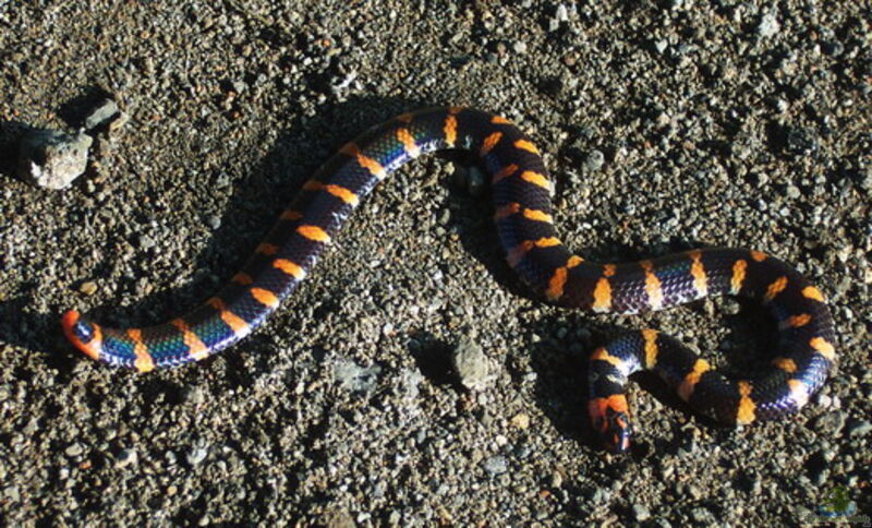 Cylindrophis ruffus im Terrarium halten (Einrichtungsbeispiele mit Scharlachrote Pfeilrückenschlange)