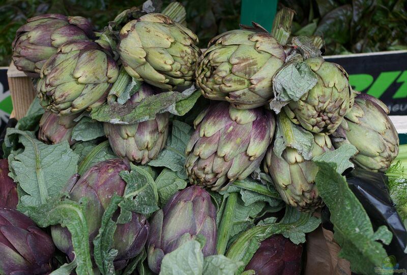 Cynara scolymus im Garten pflanzen (Einrichtungsbeispiele mit Artischocke)