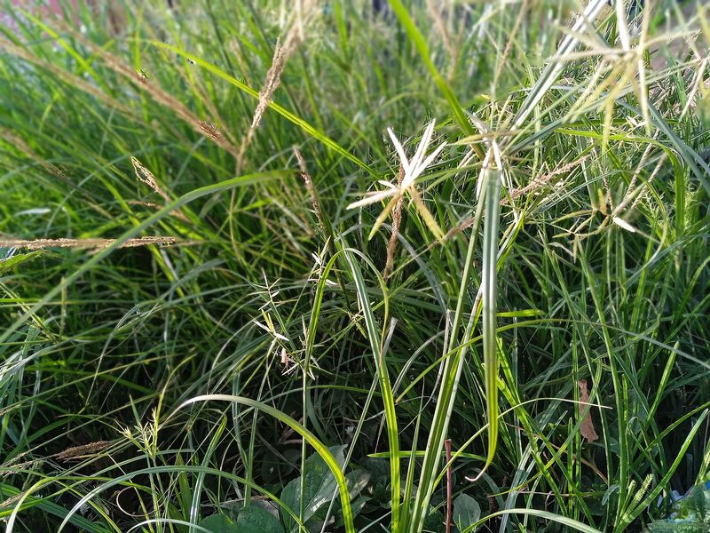 Cyperus esculentus im Garten pflanzen (Einrichtungsbeispiele mit Erdmandel)