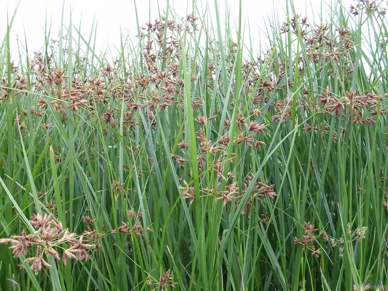 Cyperus longus am Gartenteich (Einrichtungsbeispiele mit Langstängeliges Zypergras)