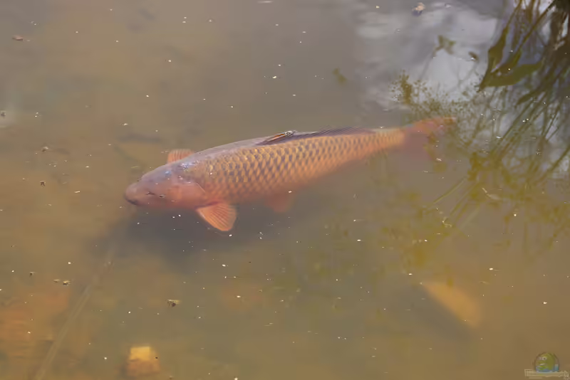 Cyprinus carpio im Gartenteich halten (Einrichtungsbeispiele für Schuppenkarpfen)