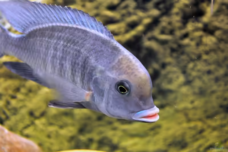 Cyrtocara moorii im Aquarium halten (Einrichtungsbeispiele mit Beulenkopfmaulbrüter)