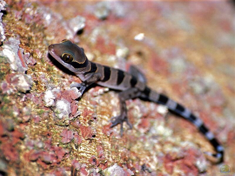 Cyrtodactylus pulchellus im Terrarium halten (Einrichtungsbeispiele mit Schöngeckos)