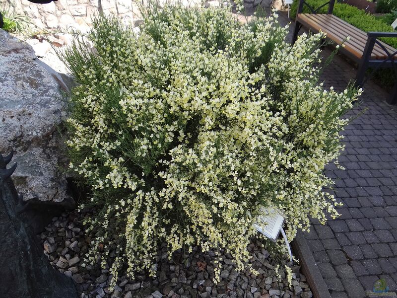 Cytisus praecox im Garten pflanzen (Einrichtungsbeispiele mit Elfenbein-Ginster)