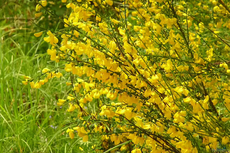 Cytisus scoparius im Garten pflanzen (Einrichtungsbeispiele mit Besenginster)