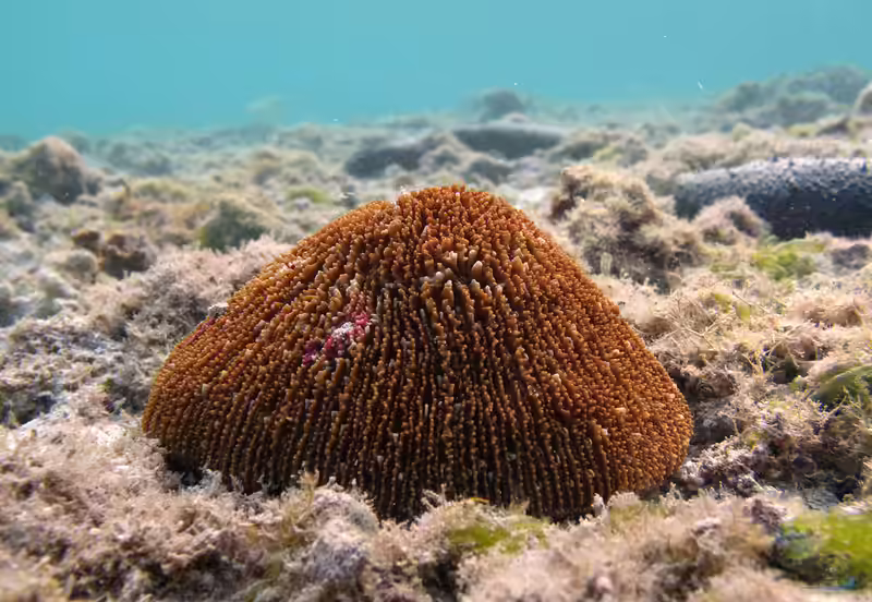 Danafungia horrida im Aquarium halten (Einrichtungsbeispiele für Großpolypige Steinkoralle)