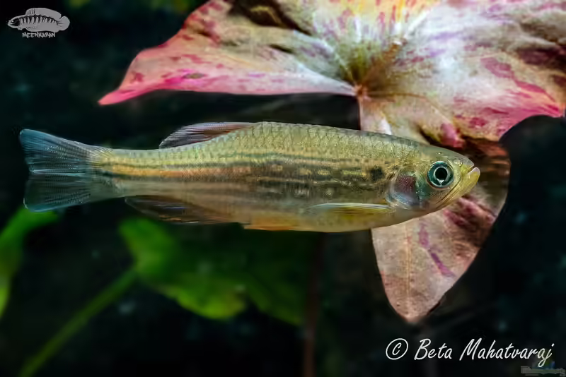 Danio dangila im Aquarium halten (Einrichtungsbeispiele für Schnauzbartbärblinge)