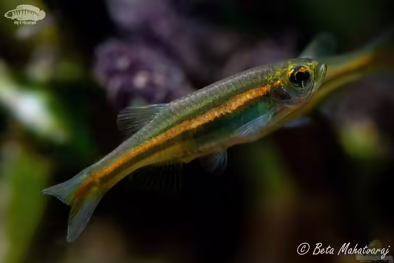 Danio jaintianensis im Aquarium halten (Einrichtungsbeispiele für Danio jaintianensis)