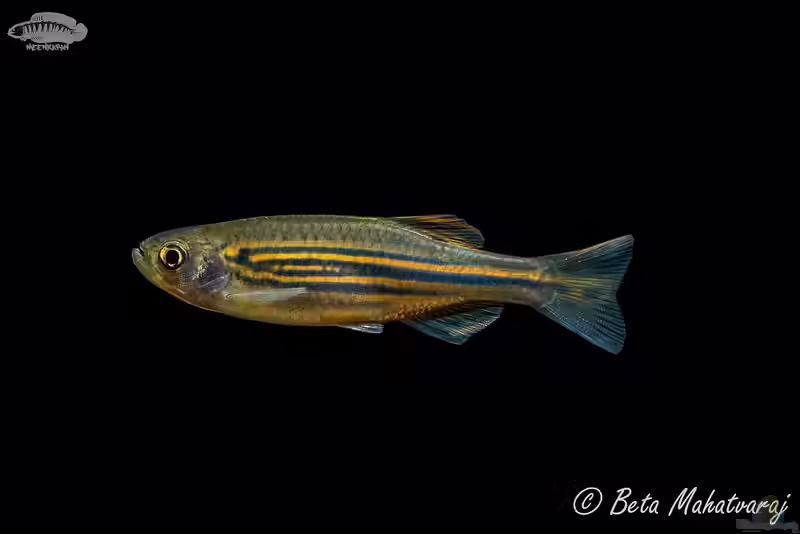 Danio meghalayensis im Aquarium halten (Einrichtungsbeispiele für Meghalaya-Bärbling)