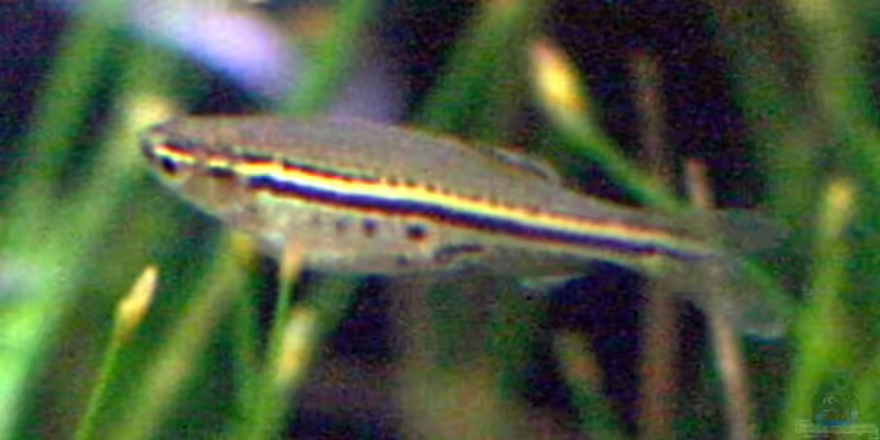 Danio nigrofasciatus im Aquarium halten (Einrichtungsbeispiele für Tüpfelbärbling)