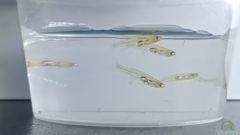 Danionella cerebrum im Aquarium halten (Einrichtungsbeispiele für Danionella cerebrum)