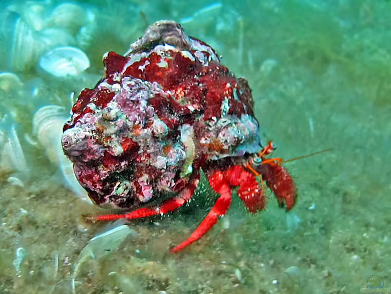 Dardanus arrosor im Aquarium halten (Einrichtungsbeispiele für Mittelmeereinsiedlerkrebs)