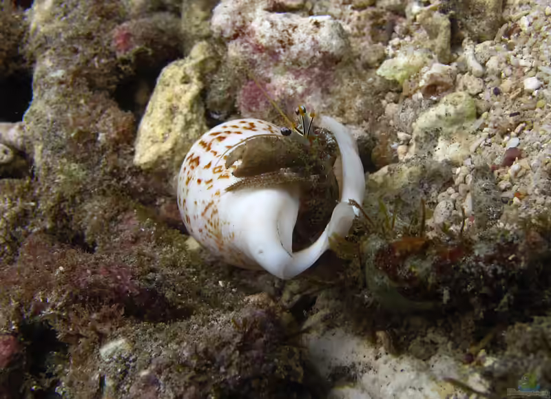 Dardanus scutellatus im Aquarium halten (Einrichtungsbeispiele für Scutella-Einsiedlerkrebs)