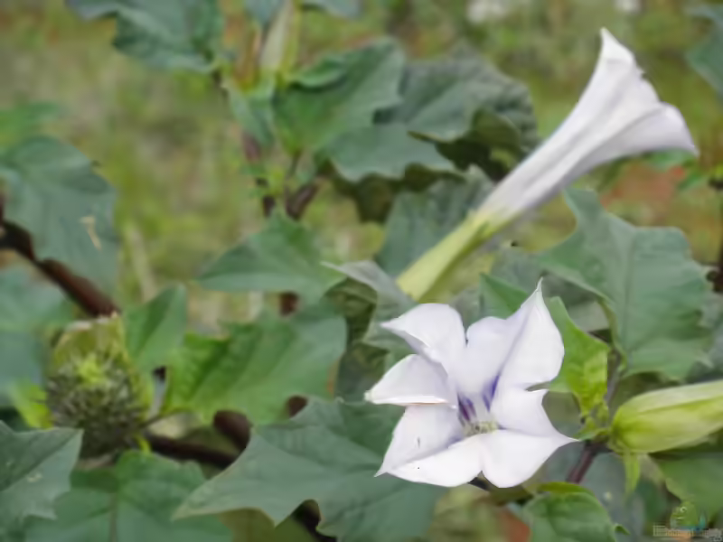 Datura stramonium im Garten pflanzen (Einrichtungsbeispiele mit Gemeiner Stechapfel)