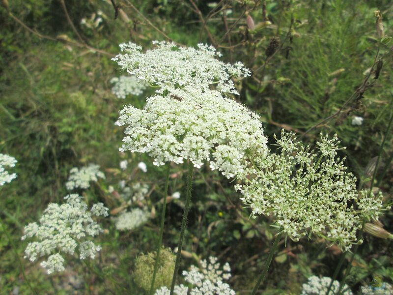 Daucus carota im Garten pflanzen (Einrichtungsbeispiele mit Wilden Möhren)