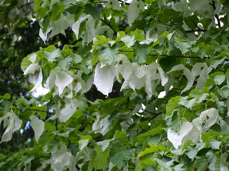 Davidia involucrata im Garten pflanzen (Einrichtungsbeispiele mit Taschentuchbaum)