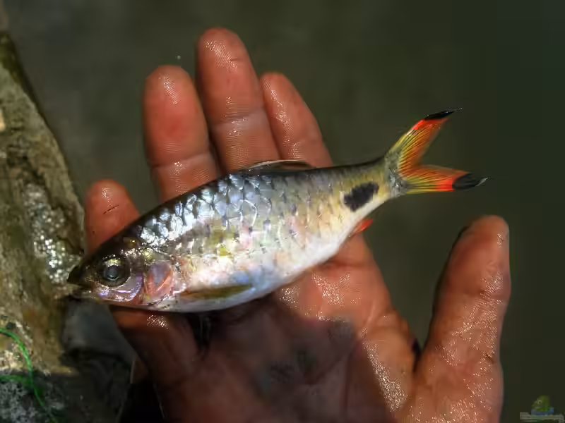 Dawkinsia filamentosa im Aquarium halten (Einrichtungsbeispiele für Schwarzfleckbarben)