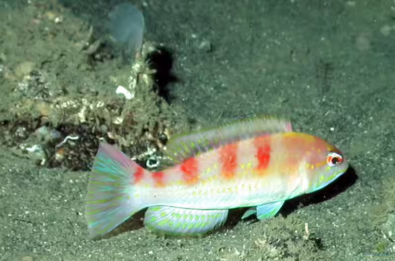 Decodon puellaris im Aquarium halten (Einrichtungsbeispiele für Roter Schweinsfisch)