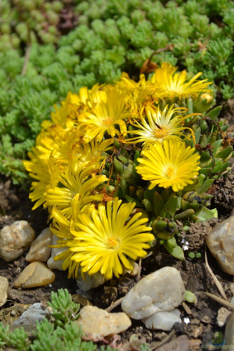 Delosperma congestum am Gartenteich pflanzen (Einrichtungsbeispiele mit Gedrängte Mittagsblume)