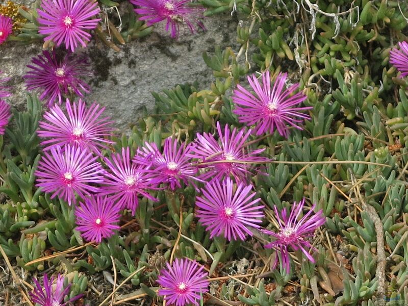 Delosperma cooperi im Garten pflanzen (Einrichtungsbeispiele mit Rote Mittagsblume)