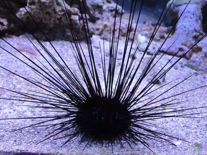 Diadema savignyi im Aquarium halten (Einrichtungsbeispiele für Savignys Diadem-Seeigel)