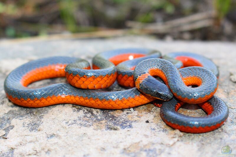 Diadophis punctatus im Terrarium halten (Einrichtungsbeispiele mit Halsbandnattern)