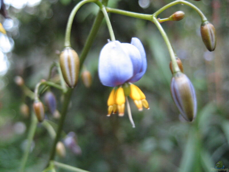 Dianella tasmanica im Garten pflanzen (Einrichtungsbeispiele mit Blaue Flachslilie)