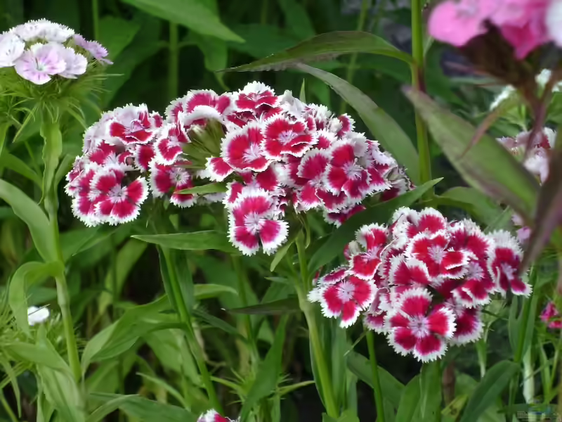 Dianthus barbatus im Garten pflanzen (Einrichtungsbeispiele mit Bart-Nelke)